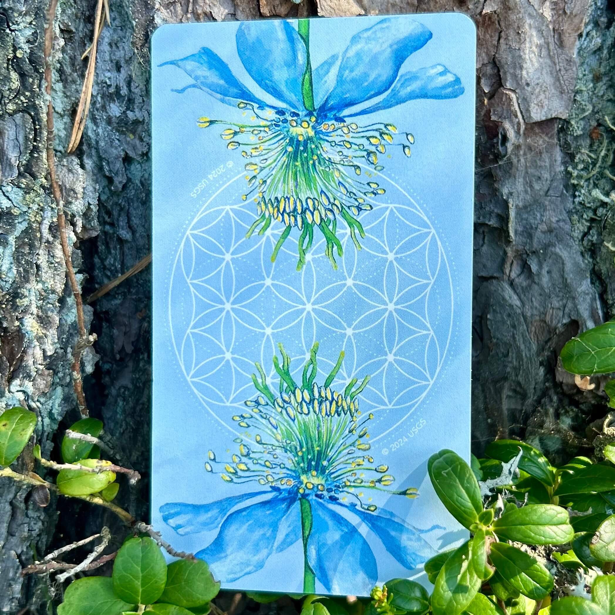 Black Seed Tarot