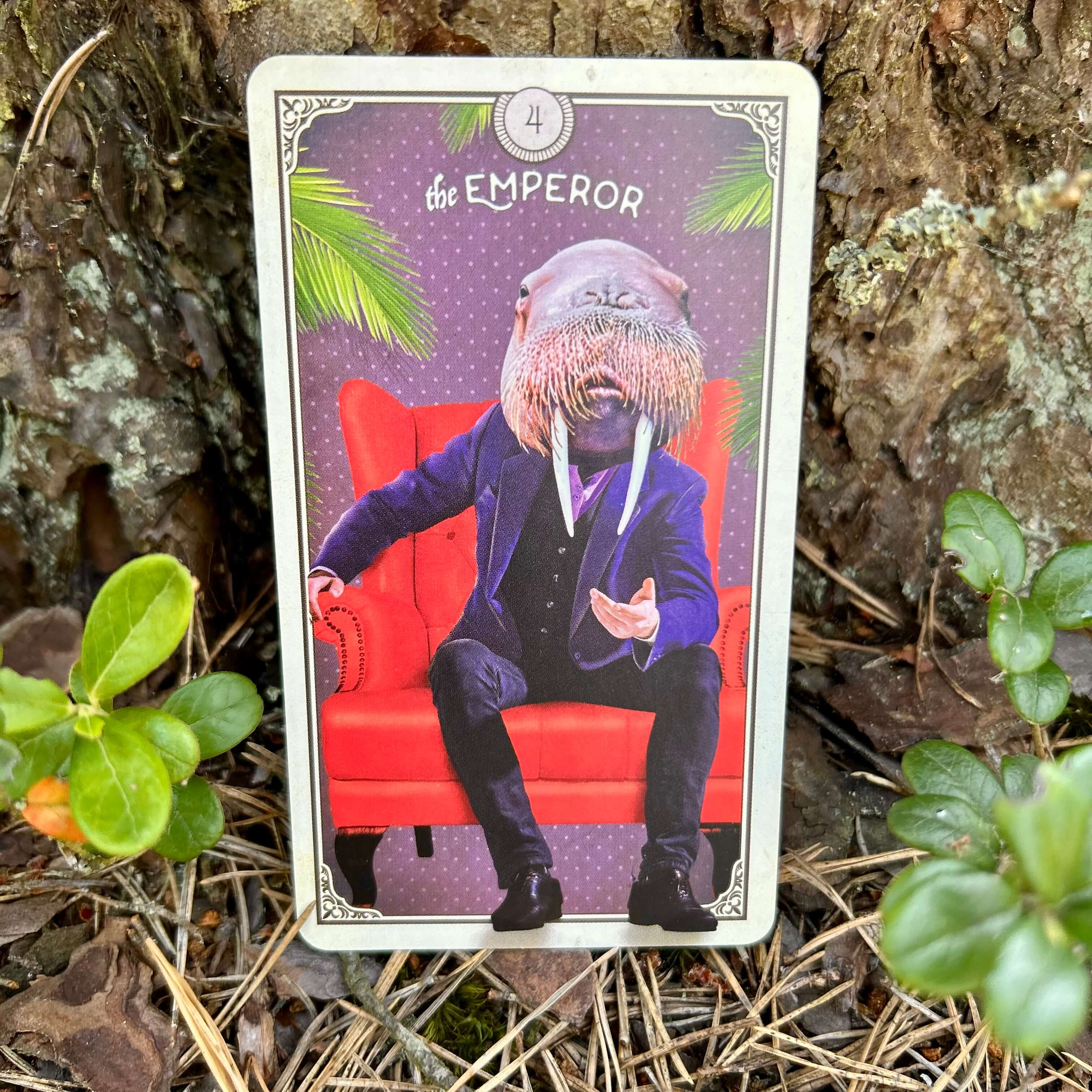 The Tarot of Curious Creatures